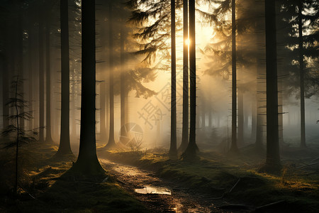 清晨林中的魔幻之光图片