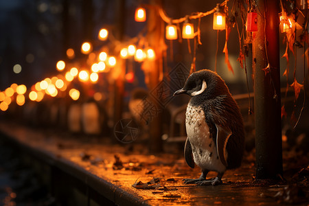 夜幕下的城市企鹅背景图片