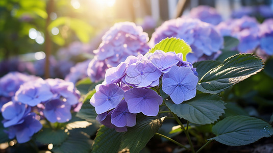 紫色的绣球花背景图片