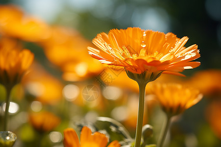 绚丽花瓣绚丽的夏日鲜花背景