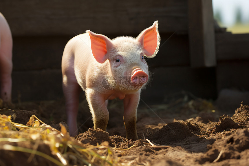 农村养殖场中的猪崽图片
