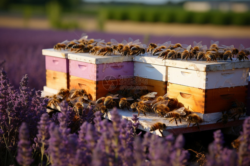 夏季户外养殖的蜜蜂图片