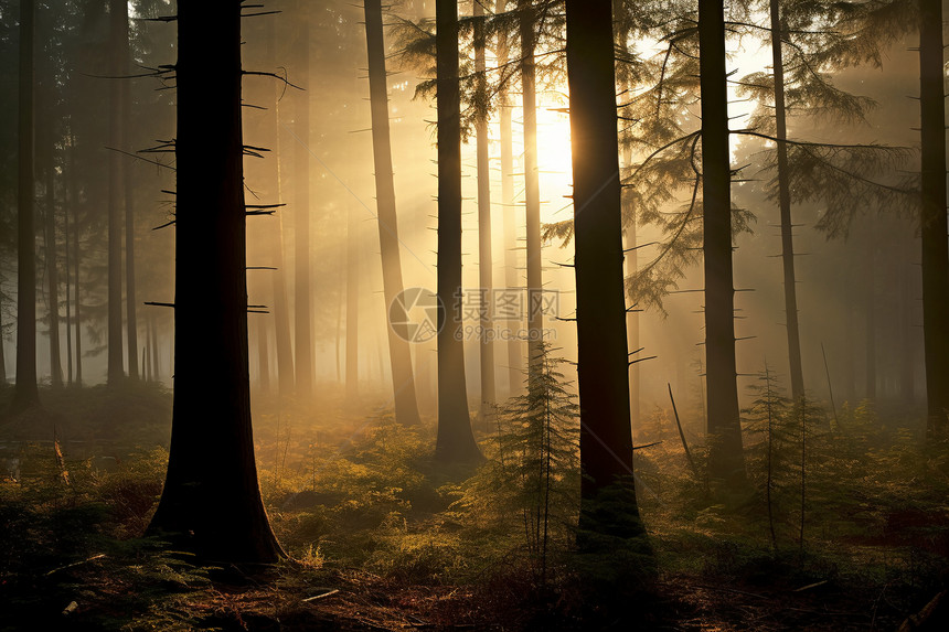 秋日幽静的森林图片