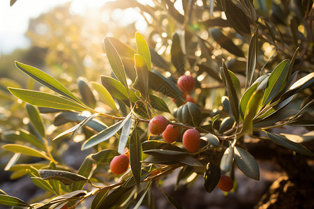 乡村农业种植的橄榄果园图片