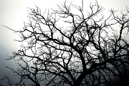 光秃秃枯树背景上孤独的树木背景