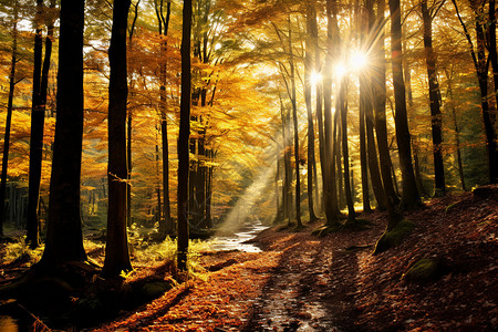 美丽小道阳光明媚的秋天森林景观背景