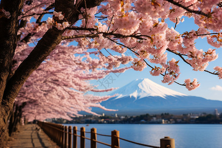 著名的富士山风景区图片
