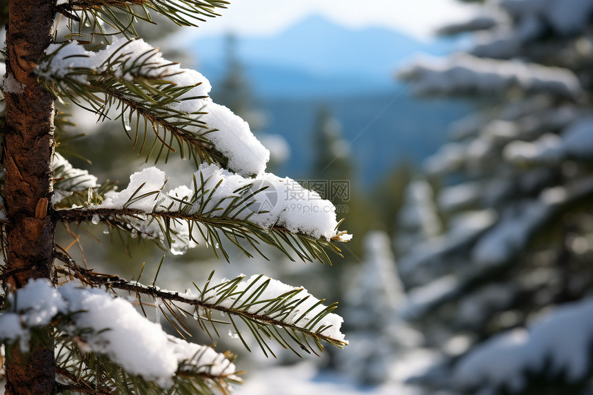 白雪皑皑的树林景观图片