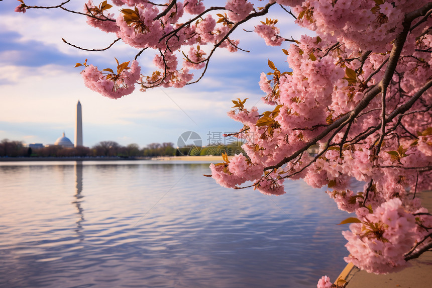 春季城市盛开的美丽樱花图片
