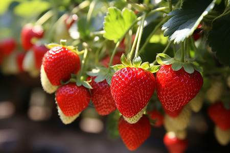 农业种植的草莓果园高清图片