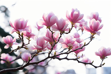 春天开放的玉兰花背景图片