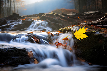 秋叶飘落的自然景观图片