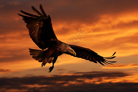展翅飞翔的老鹰老鹰在夕阳中展翅飞翔背景