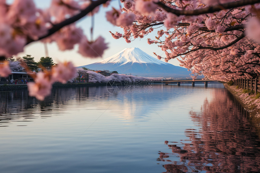 富士山与樱花映衬着湖畔的美景图片