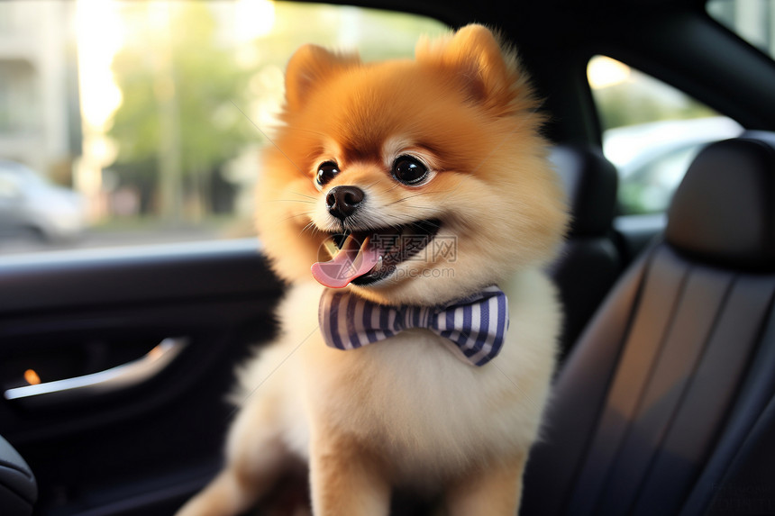 车座上微笑的博美犬图片