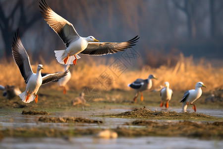一群鹤鸟飞越水面高清图片