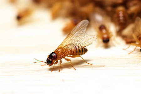 飞虫饕餮动物学个高清图片