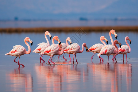 粉红火烈鸟粉红色的湖边背景