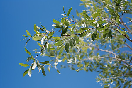 碧绿树叶下的蔚蓝天空图片
