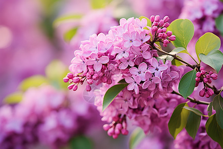 紫色的丁香花高清图片