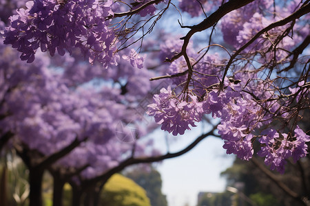 树上的紫色花朵背景图片