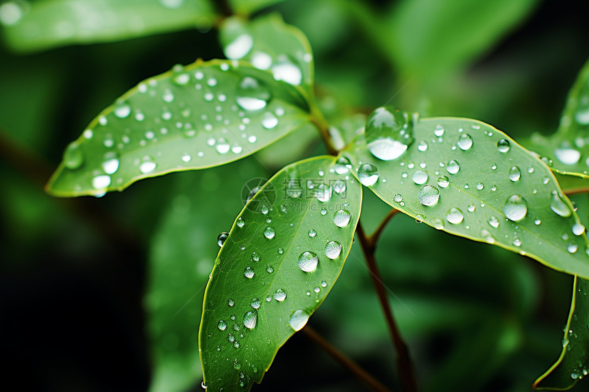 叶子上的雨滴图片