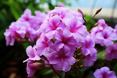 紫色花束户外紫色的鲜花背景