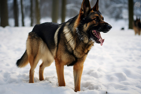 冬天户外的狗背景图片
