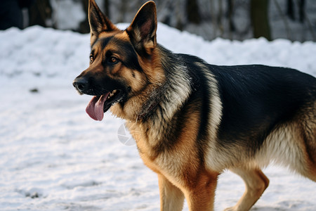雪地里的狗背景图片