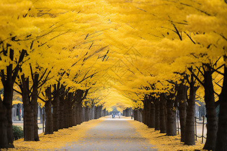秋日的黄叶图片