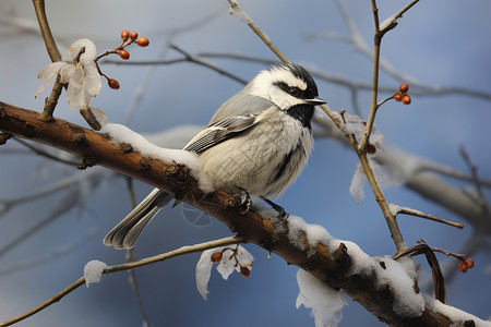 冬日停驻的鸟高清图片