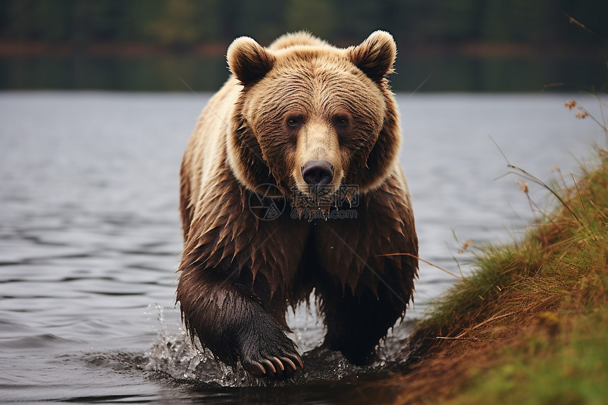 棕熊觅食图片