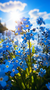 蓝天下的小蓝花背景图片