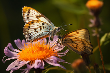 蓝色花蝴蝶花朵上的两只蝴蝶背景