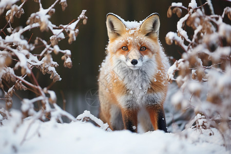 冬天雪中漫步红狐在雪中漫步背景