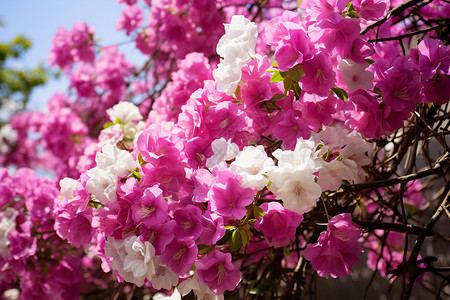 公园里花团锦簇的鲜花图片