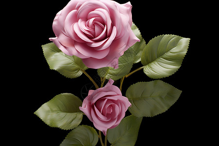 新鲜的玫瑰花背景图片