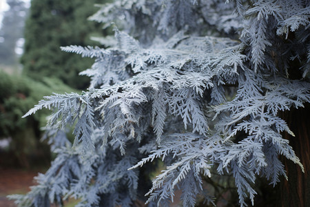 积雪的柏树黄柏植物高清图片