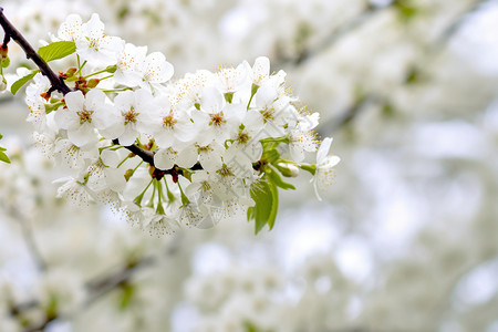 美丽的白色樱花花朵图片