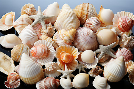 精致的海滨贝壳图片