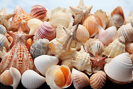 天然海滨海边堆放的贝壳背景