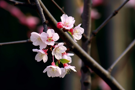 春天花园中盛开的美丽桃花图片