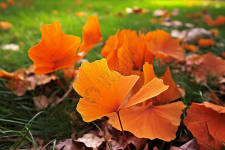 秋季草坪上的落叶背景图片