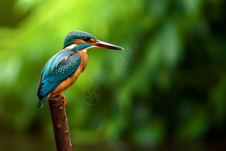热带雨林中的野生翠鸟背景图片