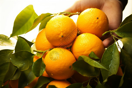 营养美味的柑橘图片
