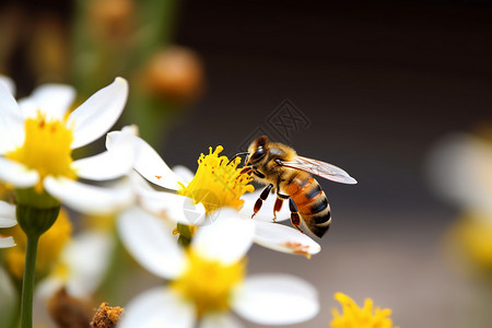 花园中采蜜的蜜蜂图片