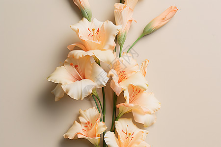 美丽的植物剑兰花背景图片