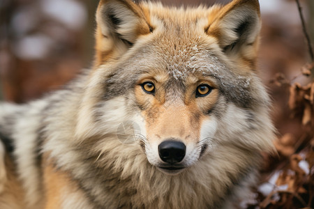 树林里站着的动物狼图片