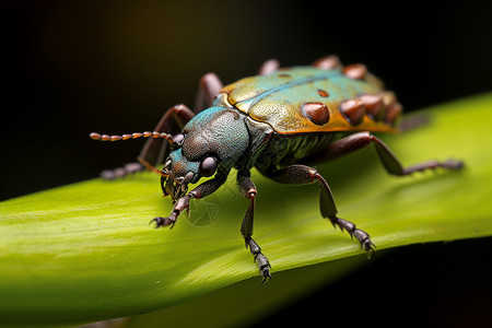 野生的自然昆虫背景图片