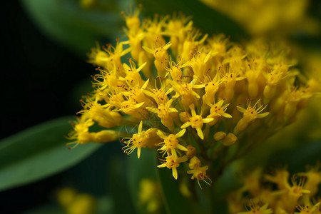 户外盛开的黄色花朵图片